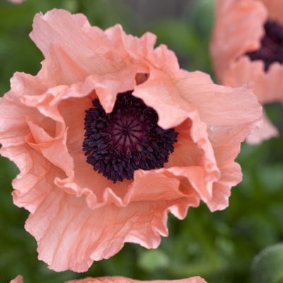 Мак Хелен Элизабет - Dolina-Sad.Ru