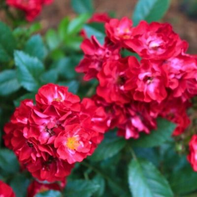 Роза Иониум - Dolina-Sad.Ru