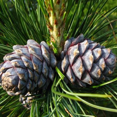 Сосна сибирская (сибирский кедр) Сосна сибирская (сибирский кедр) фото