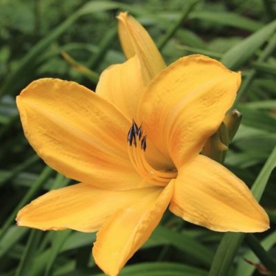 Лилейник Чикаго Санрайз - Dolina-Sad.Ru