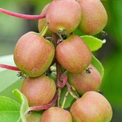 Актинидия Аргута Женева Актинидия Аргута Женева - Dolina-Sad.Ru