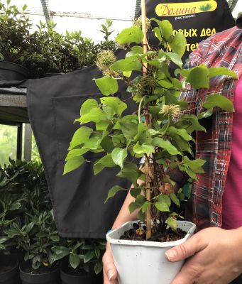 Клематис Полонез Клематис Полонез фото