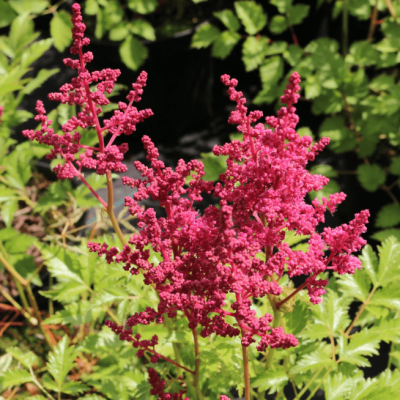 Астильба Арендса Глют Астильба Арендса Глют фото