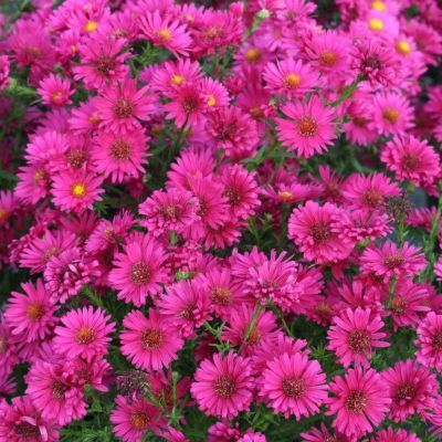 Астра кустарниковая Старлайт Астра кустарниковая Старлайт - Dolina-Sad.Ru