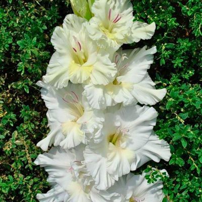 Гладиолус Мурманск - Dolina-Sad.Ru