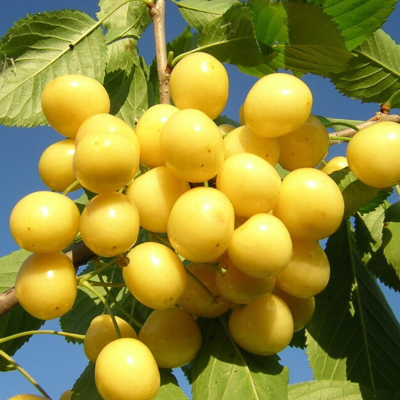 Черешня Приусадебная Желтая Черешня Приусадебная Желтая - Dolina-Sad.Ru