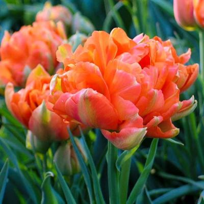 Тюльпан Монте Оранж Тюльпан Монте Оранж фото