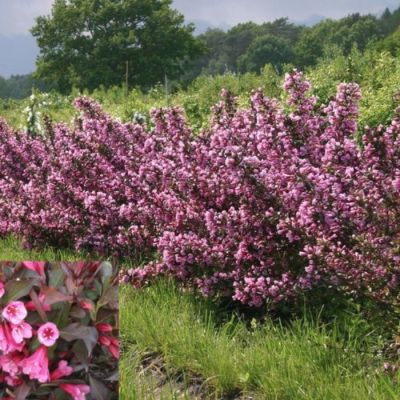 Вейгела цветущая Фолис Пурпуреис - Dolina-Sad.Ru
