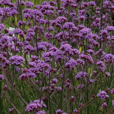 Вербена бонарская Лоллипоп Вербена бонарская Лоллипоп - Dolina-Sad.Ru