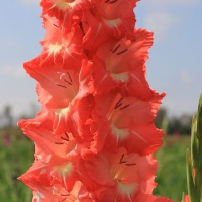 Гладиолус Прити гай фото