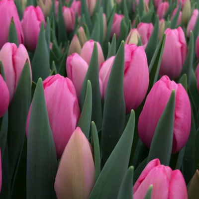 Тюльпан Сисси - Dolina-Sad.Ru