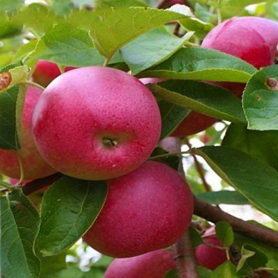 Яблоня Слава победителям/Летняя фото