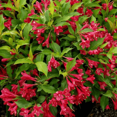 Вейгела Румба Вейгела Румба фото