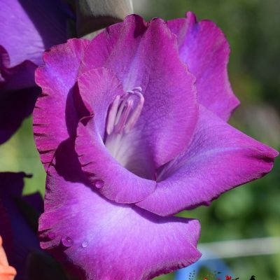 Гладиолус Блю Маунтин - Dolina-Sad.Ru