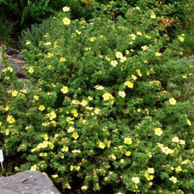 Лапчатка кустарниковая Саммерфлор фото