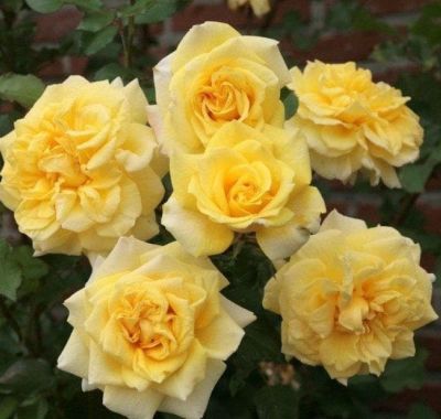 Роза Штернталер Роза Штернталер фото