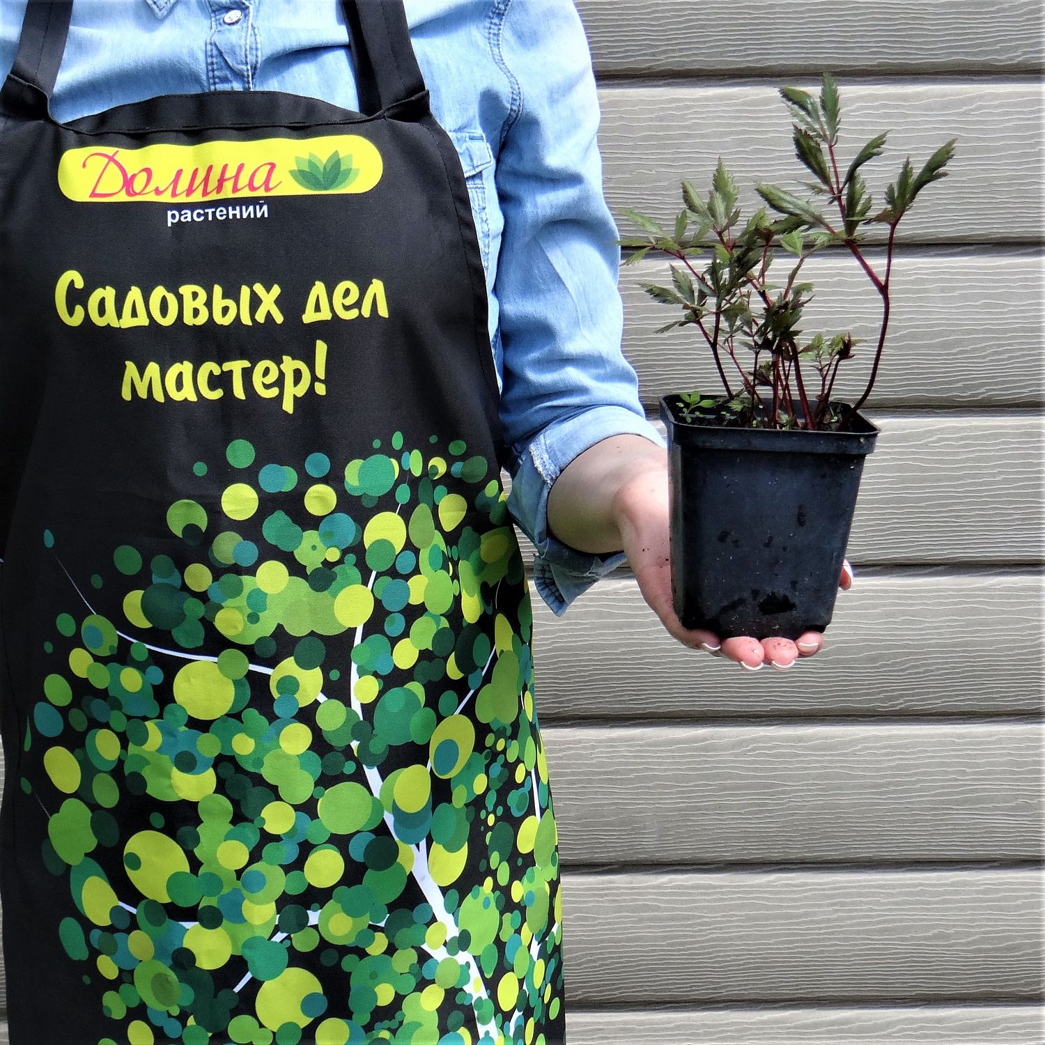 Астильба арендса Лолита Астильба арендса Лолита фото