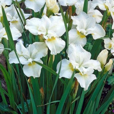 Ирис Галл'с Винг Ирис Галл'с Винг - Dolina-Sad.Ru