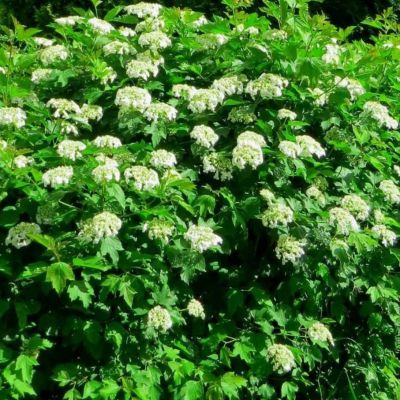 Калина обыкновенная Компактум Калина обыкновенная Компактум - Dolina-Sad.Ru