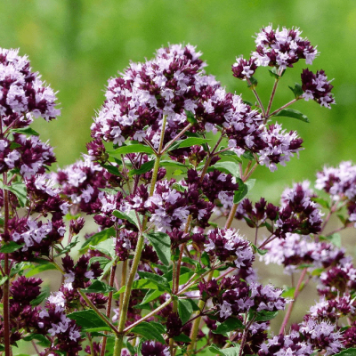 Душица гладкая Херренхаусен , С1,5 Душица гладкая Херренхаусен , С1,5 фото