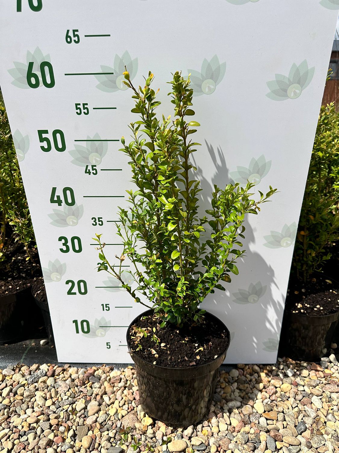 Самшит вечнозеленый Самшит вечнозеленый фото