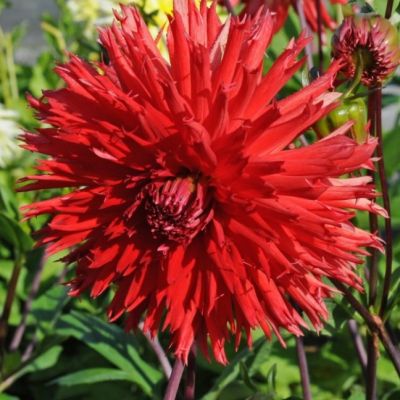 Георгина Апачи Георгина Апачи фото