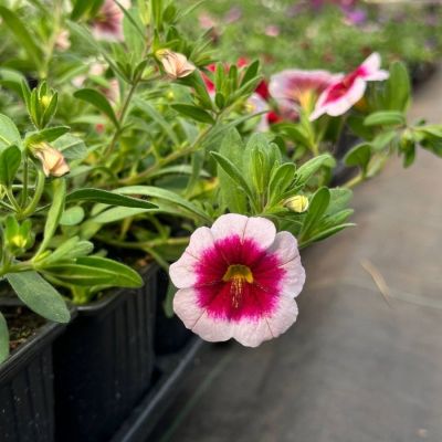 Калибрахоа Минифеймос Нео Панна Кота Калибрахоа Минифеймос Нео Панна Кота - Dolina-Sad.Ru