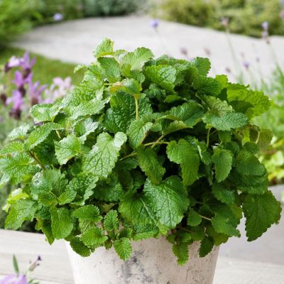 Мелисса лекарственная Лимонный аромат 0,1 г Мелисса лекарственная Лимонный аромат 0,1 г фото