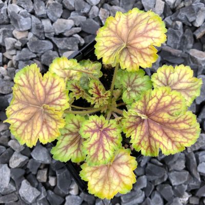 Гейхера Ван Гог Гейхера Ван Гог - Dolina-Sad.Ru