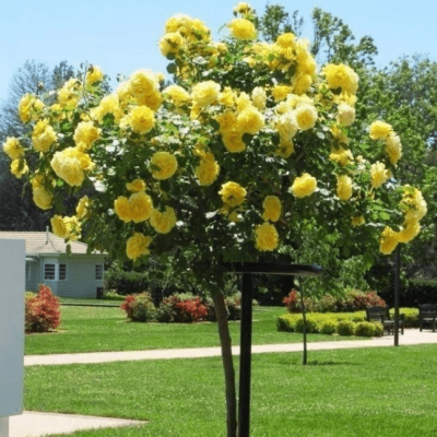 Роза штамбовая Майсур Роза штамбовая Майсур фото