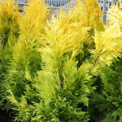 Туя складчатая Голди Туя складчатая Голди фото