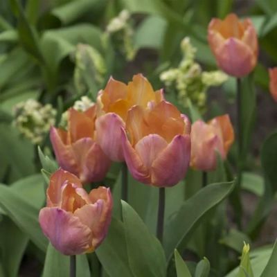 Тюльпан Сальмон Принц Тюльпан Сальмон Принц - Dolina-Sad.Ru