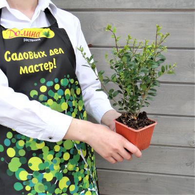 Падуб городчатый Каролина Апрайт Падуб городчатый Каролина Апрайт фото