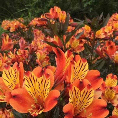 Альстромерия Каллисто Альстромерия Каллисто - Dolina-Sad.Ru