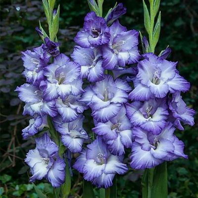 Гладиолус Тритон Гладиолус Тритон - Dolina-Sad.Ru