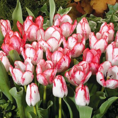 Тюльпан Денис за рубль Тюльпан Денис за рубль фото