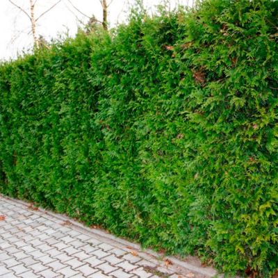 Туя складчатая Кан-Кан Туя складчатая Кан-Кан - Dolina-Sad.Ru