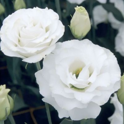 Эустома Джульетта белая F1, гранул. пробирка Эустома Джульетта белая F1, гранул. пробирка - Dolina-Sad.Ru