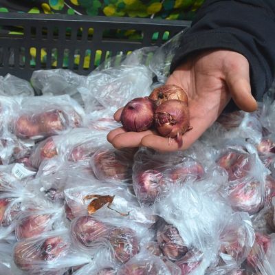 Гладиолус Тритон Гладиолус Тритон - Dolina-Sad.Ru