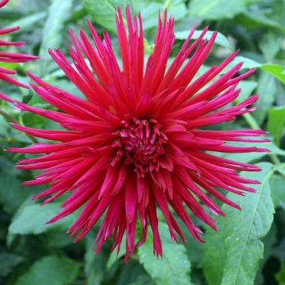 Георгина Урчин Георгина Урчин фото