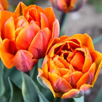 Тюльпан Монте Оранж Тюльпан Монте Оранж фото