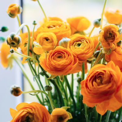 Ранункулюс Оранж фото