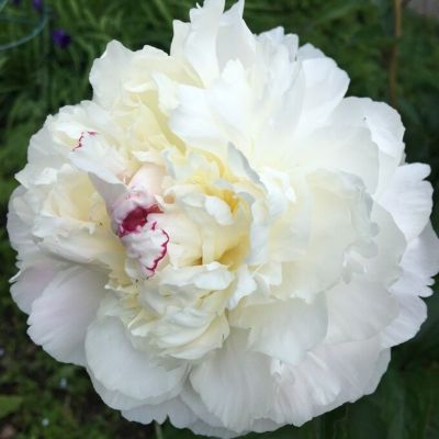 Пион Аваланш Пион Аваланш - Dolina-Sad.Ru