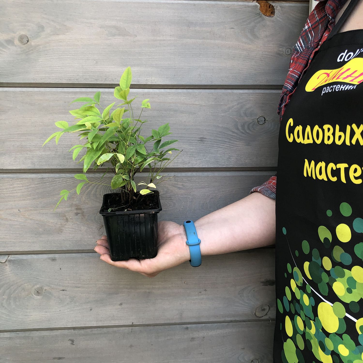 Нандина Нандина фото