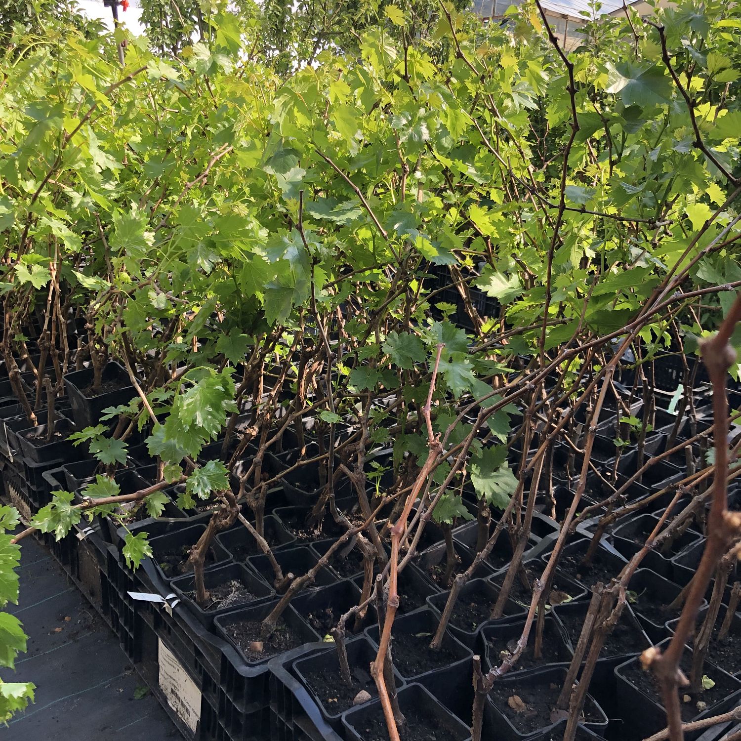 Виноград Ливия Виноград Ливия фото