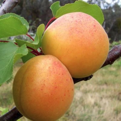 Абрикос Жигулевский Сувенир Абрикос Жигулевский Сувенир - Dolina-Sad.Ru