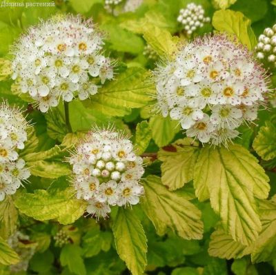 Пузыреплодник Наггет, С2 Пузыреплодник Наггет, С2 - Dolina-Sad.Ru