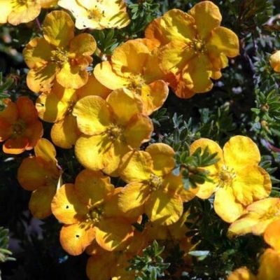 Лапчатка Аннет, С3 - Dolina-Sad.Ru