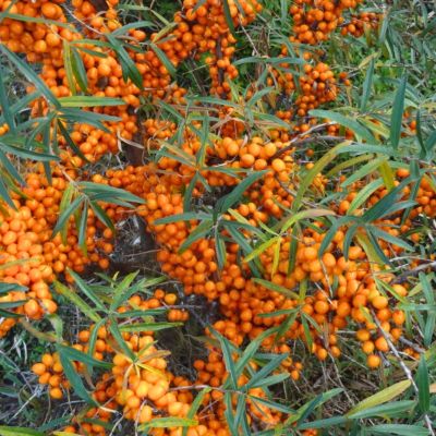 Облепиха крушиновидная Херго Облепиха крушиновидная Херго - Dolina-Sad.Ru