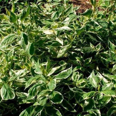 Дерен отпрысковый Вайт Голд Дерен отпрысковый Вайт Голд - Dolina-Sad.Ru